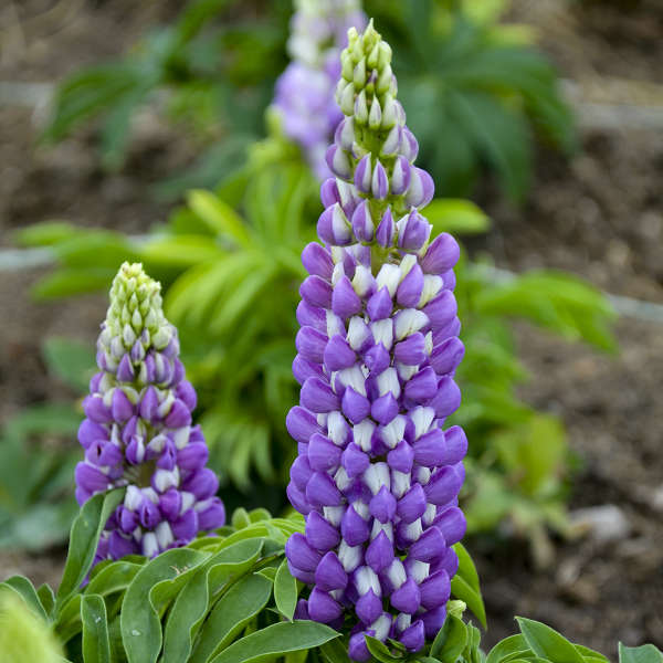 Walters Gardens, Inc. / Lupinus polyphyllus MINI GALLERY™