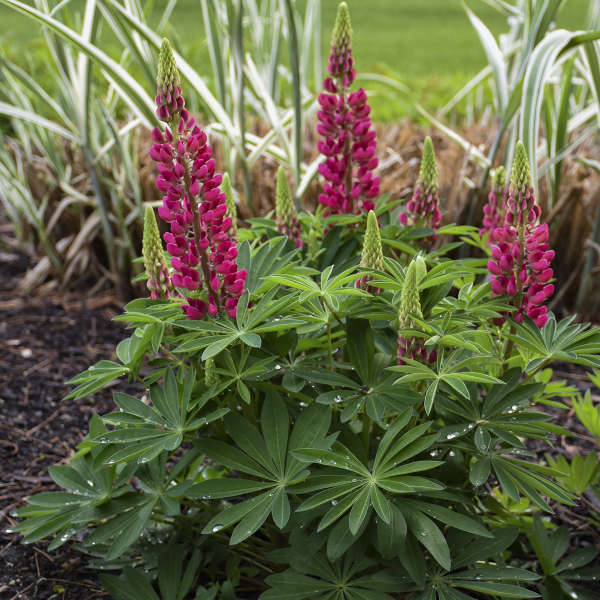 Walters Gardens, Inc. / Lupinus polyphyllus MINI GALLERY™ Series - Red Bicolor