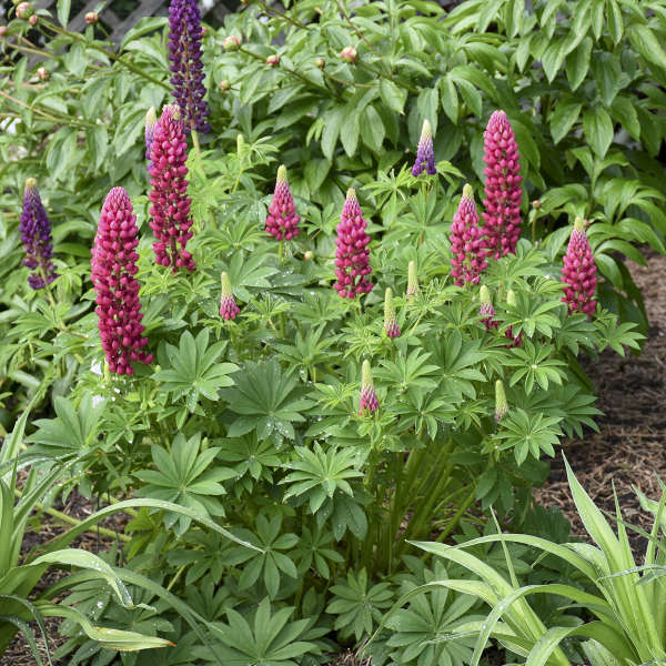 Walters Gardens, Inc. / Lupinus polyphyllus MINI GALLERY™ Series - Red Bicolor