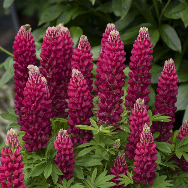 Walters Gardens, Inc. / Lupinus polyphyllus MINI GALLERY™ Series - Red Bicolor