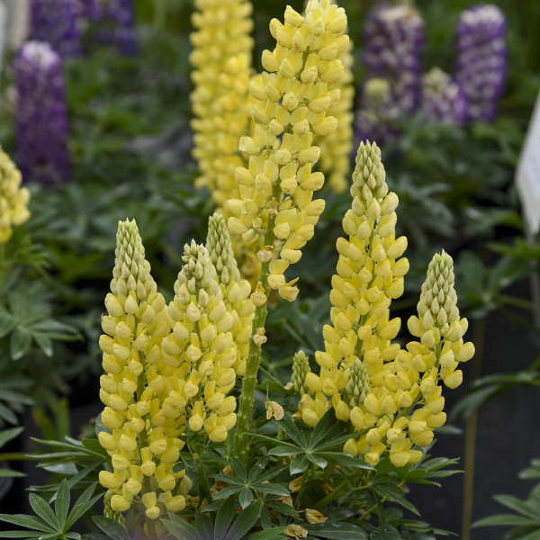 Walters Gardens, Inc. / Lupinus polyphyllus MINI GALLERY™ Series 