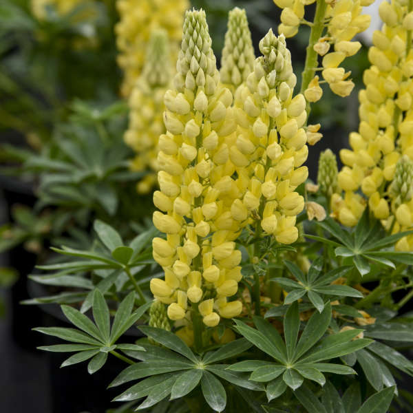 Walters Gardens, Inc. / Lupinus polyphyllus MINI GALLERY™ Series 
