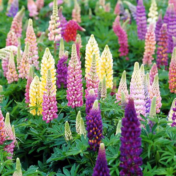 Lupinus – Hosta King