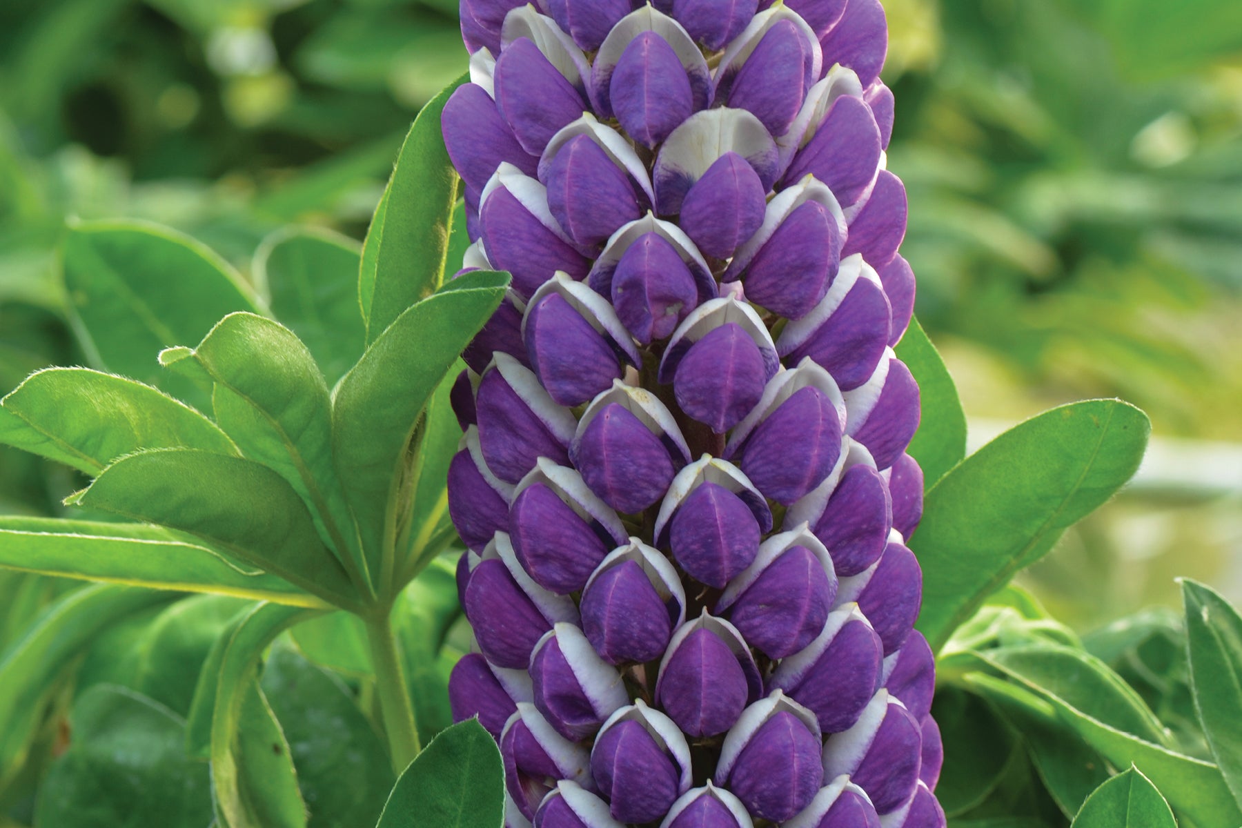 Creek Hill Nursery / Lupinus 'Westcountry Blacksmith'