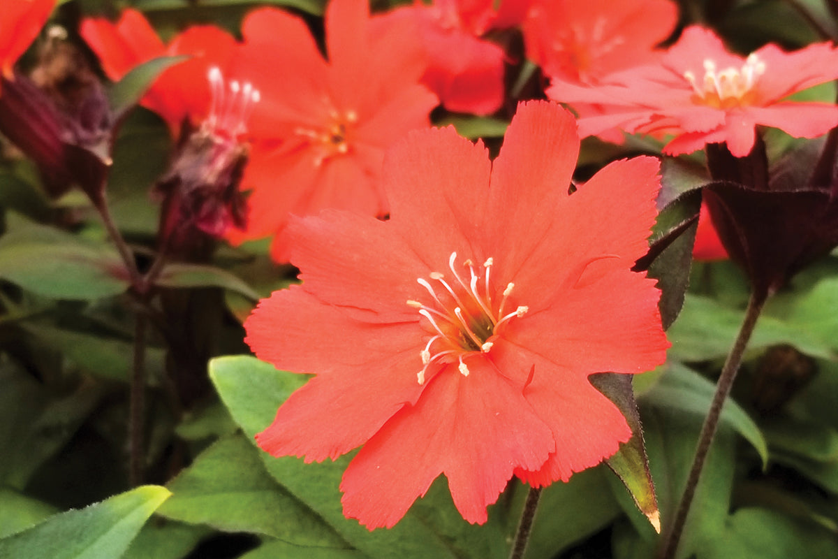 Creek Hill Nursery / Lychnis 'Lipstick'