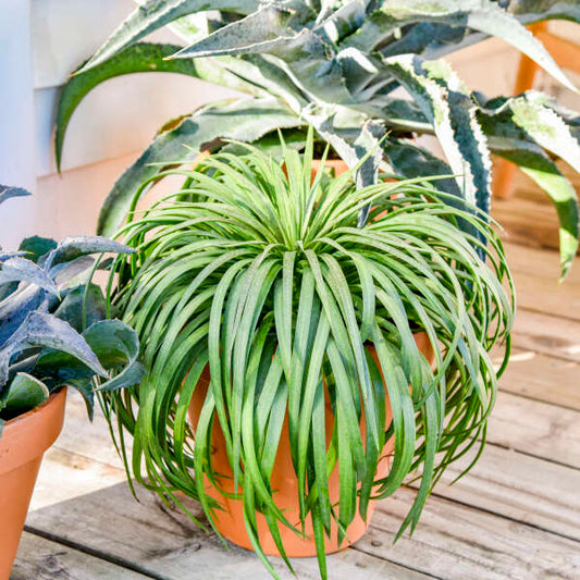 Walters Gardens, Inc. / Mangave 'Bad Hair Day'