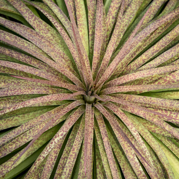 Walters Gardens, Inc. / Mangave 'Bad Hair Day'