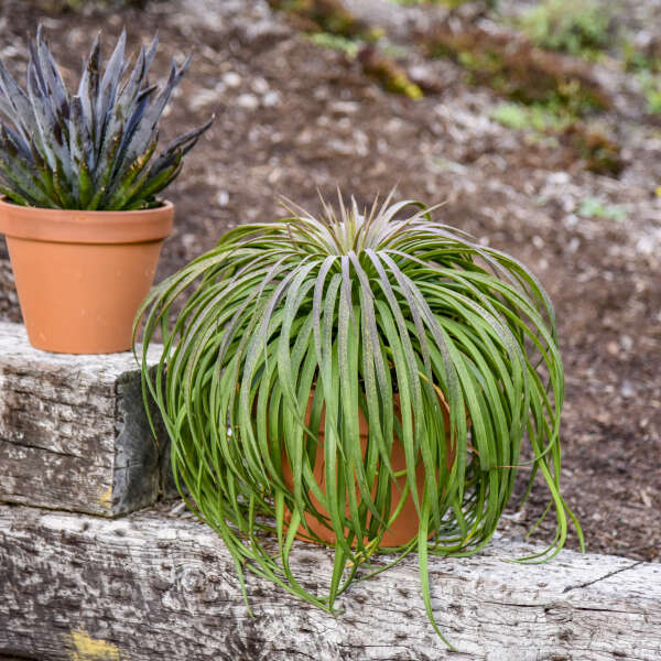 Walters Gardens, Inc. / Mangave 'Bad Hair Day'
