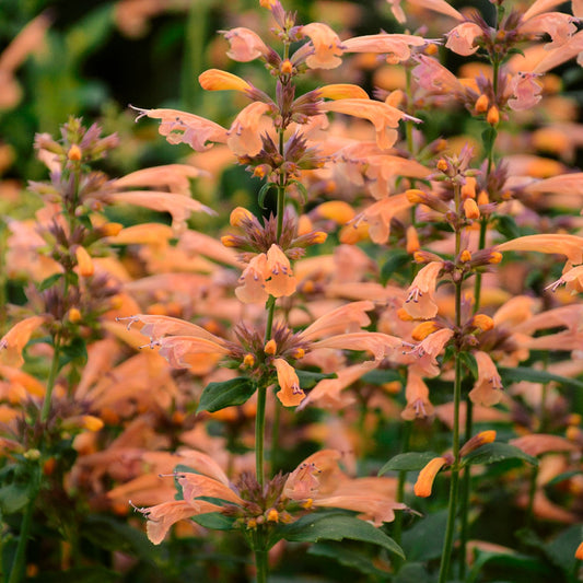 3-Pack Agastache 'Mango Tango" Anise Hyssop Live Perennial Plants. Attracts Butterflies and Hummingbirds