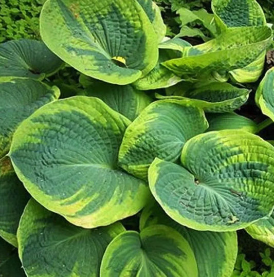 Maple Leaf Starter Hosta. Super Cool Colors. Loves Shade. Shipped Dormant and Bareroot. Ready to Plant.