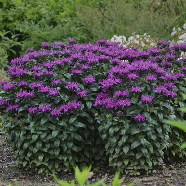 3 Monarda 'Rockin Raspberry' Bee Balm Starter Perennials. Love Sun. Attracts Butterflies and Hummingbirds.