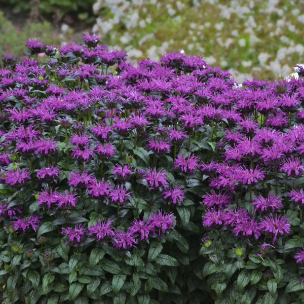 3 Monarda 'Rockin Raspberry' Bee Balm Starter Perennials. Love Sun. Attracts Butterflies and Hummingbirds.