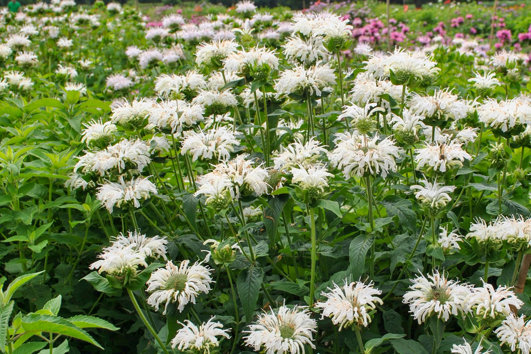 Creek Hill Nursery / Monarda 'Bee-Bright'