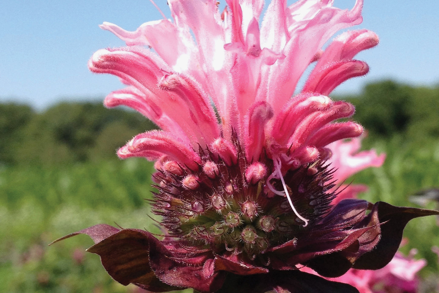 Creek Hill Nursery / Monarda 'Bee-Lieve'