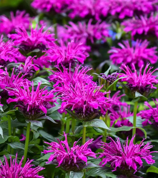 3 Berry Monarda Beebalm Starter Bee Balm Perennials. Attracts Butterflies and Hummingbirds. Stunning Ruby Berry Color.