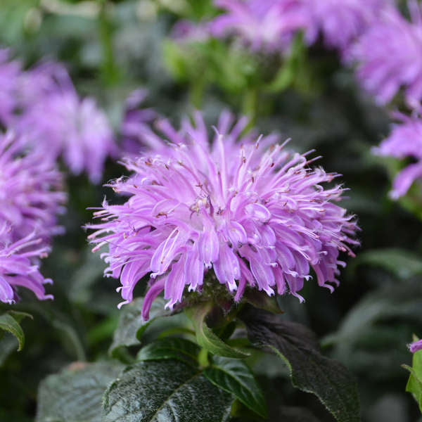 Walters Gardens, Inc. / Monarda 'Blue Moon' 
