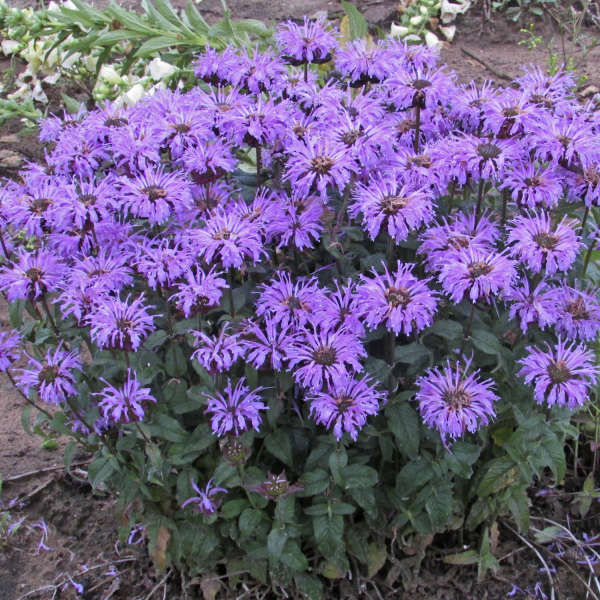 Walters Gardens, Inc. / Monarda 'Blue Moon' 