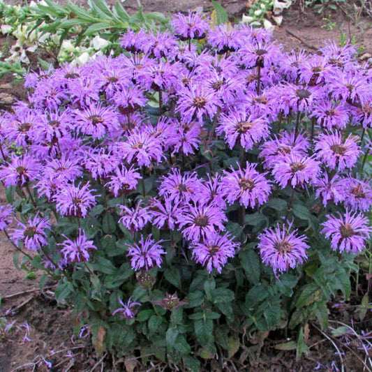Walters Gardens, Inc. / Monarda 'Blue Moon' 