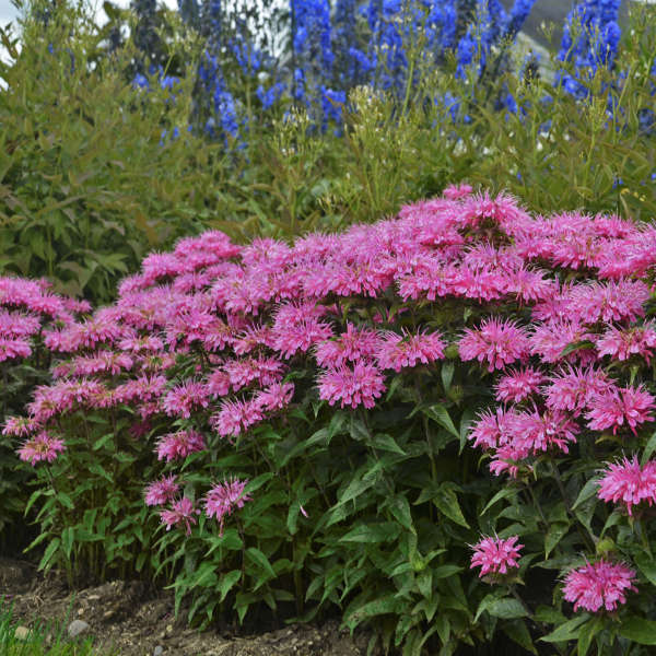 3 Live Bubblegum Blast Monarda Beebalm Perennial Plant. Attracts Butterflies and Hummingbirds.