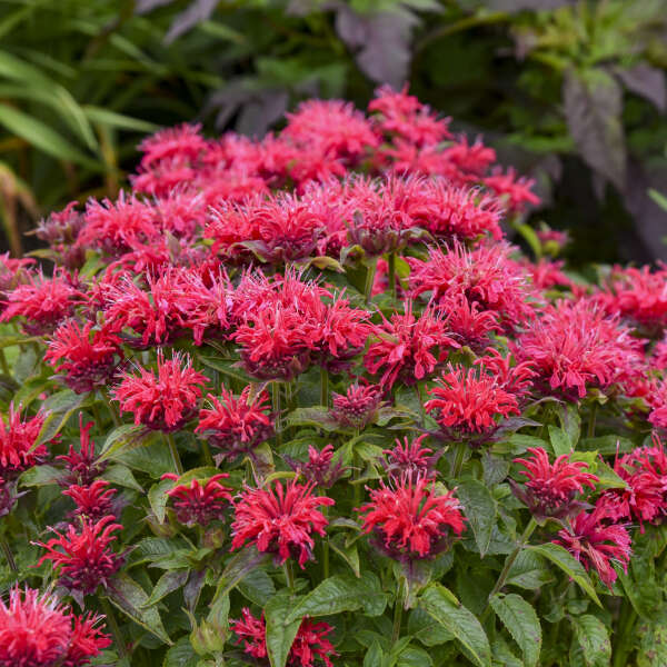 3 Live Cherry Pops Monarda Starter Beebalm Perennial Plants. Ships Today. Attracts Butterflies.