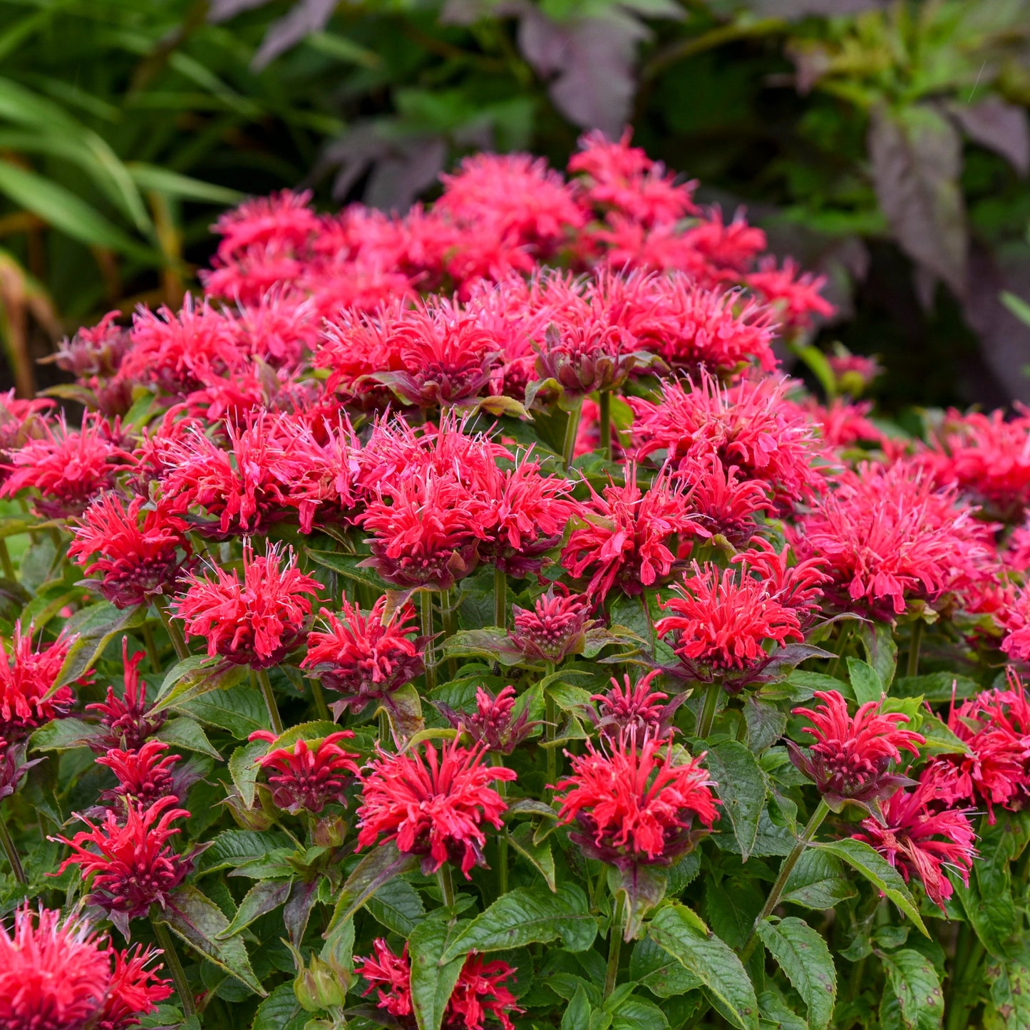 3 Live Cherry Pops Monarda Starter Beebalm Perennial Plants. Ships Today. Attracts Butterflies.