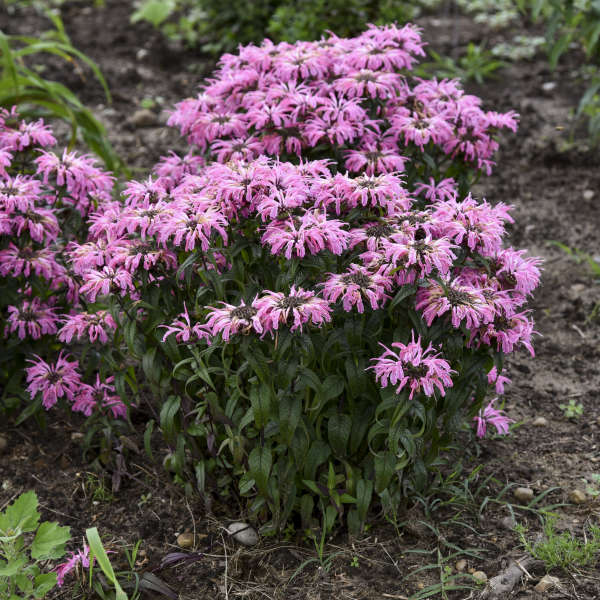 Walters Gardens, Inc. / Monarda 'Electric Neon Coral' PP33110