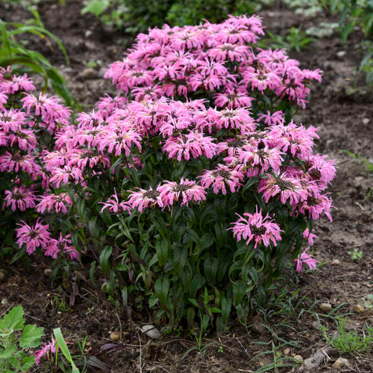 Walters Gardens, Inc. / Monarda 'Electric Neon Coral' PP33110