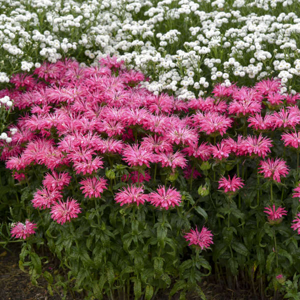 3 Monarda 'Electric Neon Pink' Starter Bee Balm Perennials. Attracts Butterflies and Hummingbirds.
