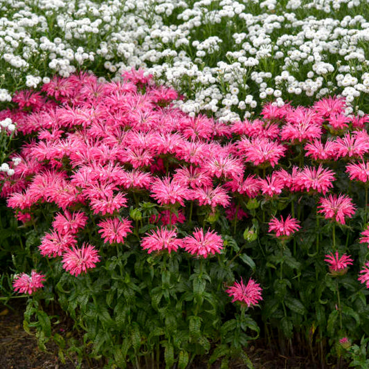 Walters Gardens, Inc. / Monarda 'Electric Neon Pink'