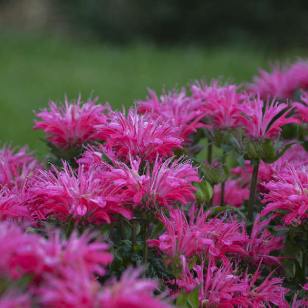 3 Monarda 'Electric Neon Pink' Starter Bee Balm Perennials. Attracts Butterflies and Hummingbirds.