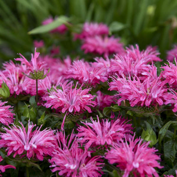 3 Monarda 'Electric Neon Pink' Starter Bee Balm Perennials. Attracts Butterflies and Hummingbirds.