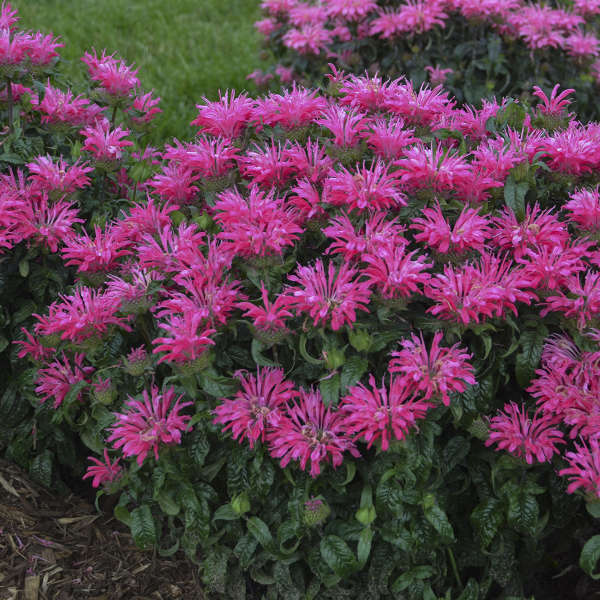 3 Monarda 'Electric Neon Pink' Starter Bee Balm Perennials. Attracts Butterflies and Hummingbirds.