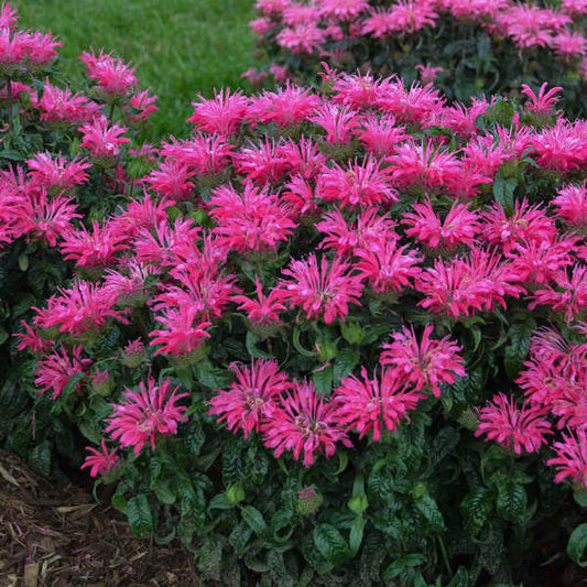3 Monarda 'Electric Neon Pink' Starter Bee Balm Perennials. Attracts Butterflies and Hummingbirds.