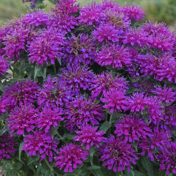 3 Live Grape Gumball Monarda Starter Perennial Plants. Super Fragrant. Easy to Grow. Comes Back Every Year