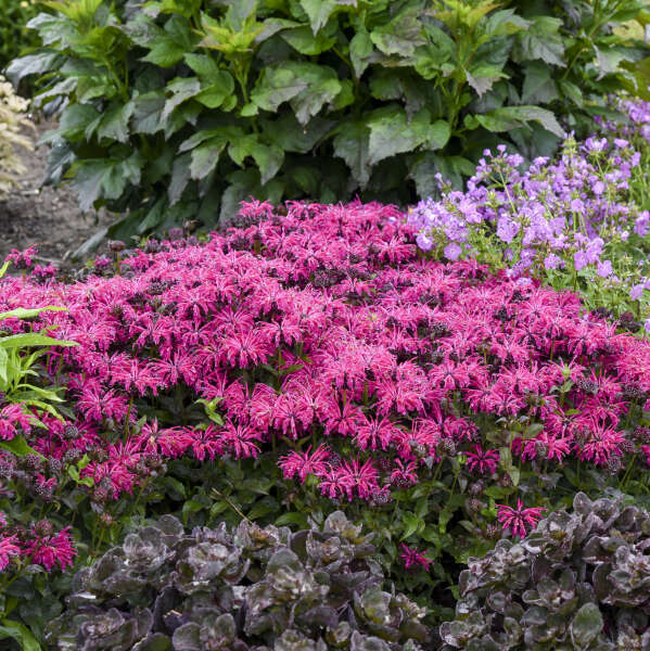 3 Monarda 'Leading Lady Razzberry' Starter Bee Balm Perennials. Attracts Butterflies and Hummingbirds.
