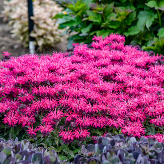 3 Monarda 'Leading Lady Razzberry' Starter Bee Balm Perennials. Attracts Butterflies and Hummingbirds.