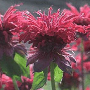 3 Monarda didyma 'Raspberry Wine' Starter Bee Balm Perennials. Attracts Butterflies and Hummingbirds.