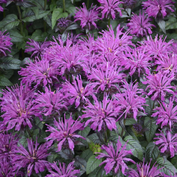 3 Monarda 'Rockin Raspberry' Bee Balm Starter Perennials. Love Sun. Attracts Butterflies and Hummingbirds.