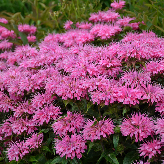 3 Live Bubblegum Blast Monarda Beebalm Perennial Plant. Attracts Butterflies and Hummingbirds.