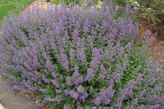 3-Pack Nepeta 'Walker’s Low' Starter Catmint Perennials. Lavender-Blue Flowers. Aromatic Foliage. Thrives in Sun.