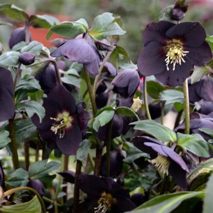 New York Night Lenten Rose Perennial. Standout Elegance.