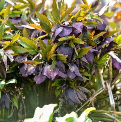 New York Night Lenten Rose Perennial. Standout Elegance.