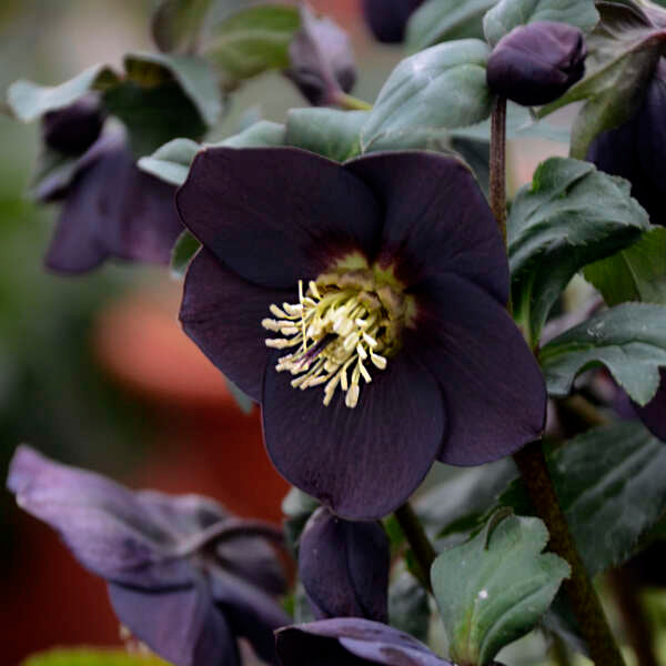 New York Night Lenten Rose Perennial. Standout Elegance.