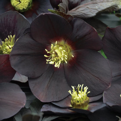 New York Night Lenten Rose Perennial. Standout Elegance.