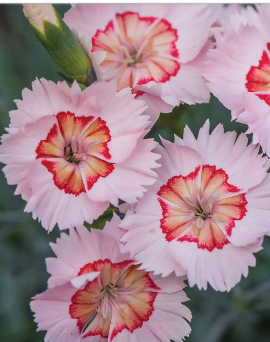 3 Peach Pie Dianthus Perennial Plants. Loves Sun. Easy to Grow. Pollinator.