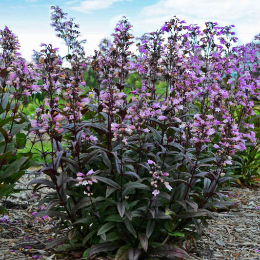 3 Penstemon Blackbeard Starter Perennials. Heat-Tolerant, Cold-Hardy, Terrific Color All Season.