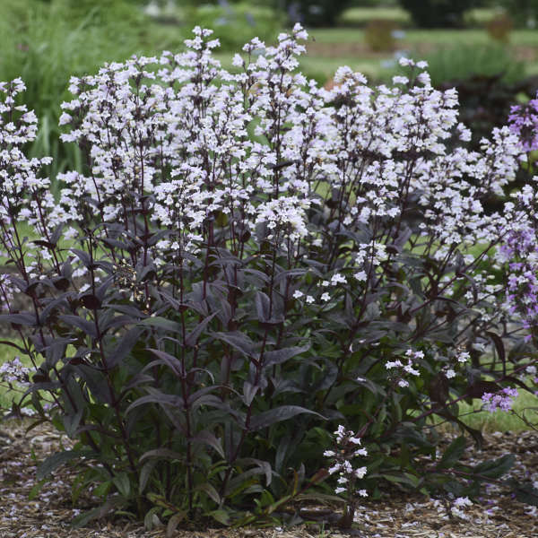 Walters Gardens, Inc. / Penstemon 'Onyx and Pearls'