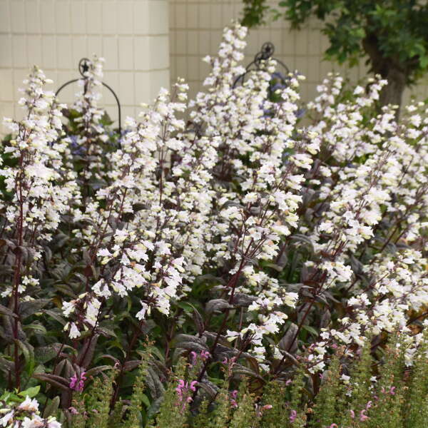 Walters Gardens, Inc. / Penstemon 'Onyx and Pearls'
