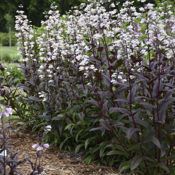 Walters Gardens, Inc. / Penstemon 'Onyx and Pearls'