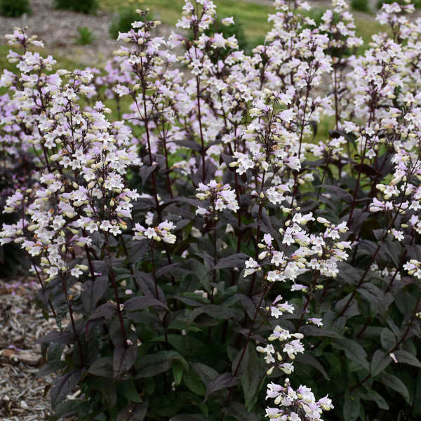 Walters Gardens, Inc. / Penstemon 'Onyx and Pearls'